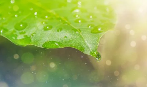 Drop on the leaf with bokeh Stock Photos