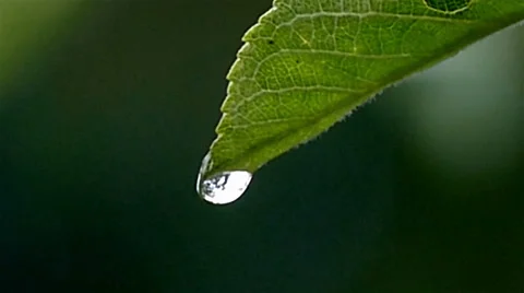 A drop on a leaf falls in large Stock Footage 52846578