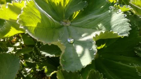Drop in Leaf Green Nature Stock Photos