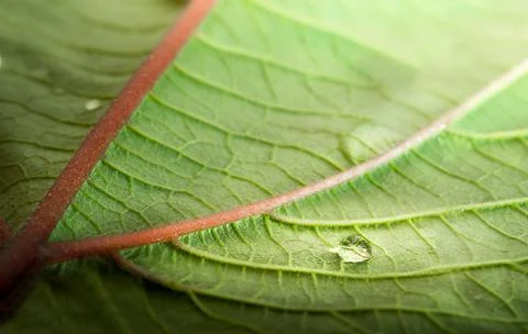 Drop on leaf macro Stock Photos