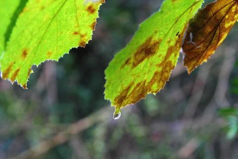 Drop in a leaf Stock Photos