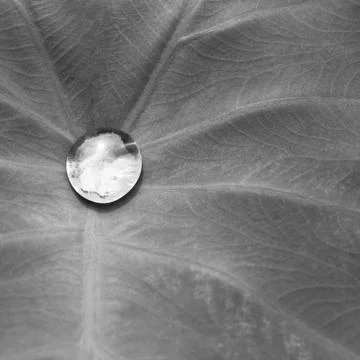 Drop on leaf Stock Photos