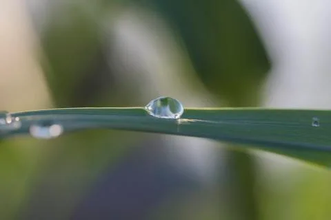Drop on leaf Stock Photos