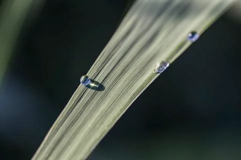 Drop on leaf Stock Photos