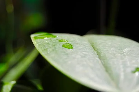 Drop on leaf Stock Photos