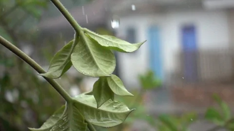 Drop in Leave slow motion 480 fps Stock Footage 109453262
