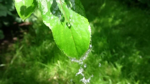 Drop on leaves Video stock 108664619