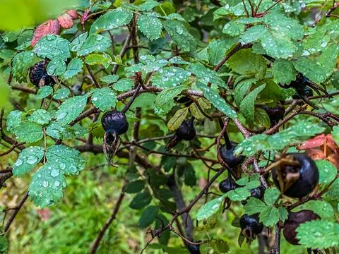Drop on the leaves Stock Photos