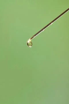 A drop of liquid drips from the needle of a Foto stock