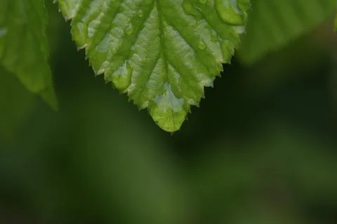 A drop of liquid flows down a green leaf Stock Photos