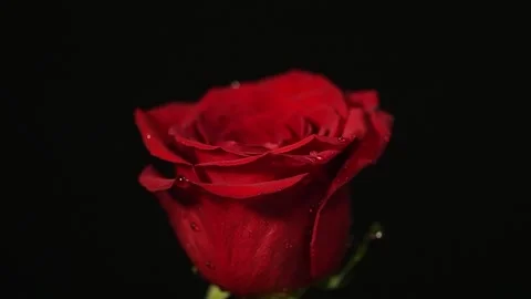 Drop of liquid rises up the red rose petals, time is reversed. Stock Footage 102645782