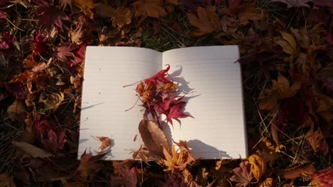 Drop maple leaves on Open memo book Vidéo 162638651