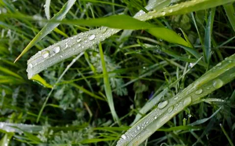 Drop of morning dew on the grass Stock Photos