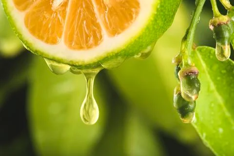 Drop Of Nature Stock Photos