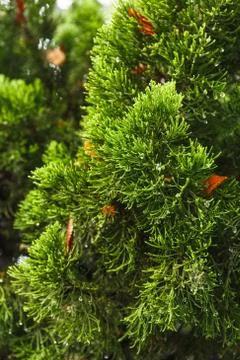 Drop on pine Stock Photos