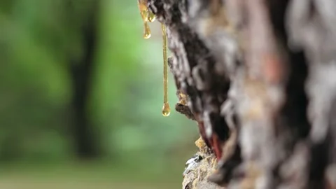Drop of pine resin. Natural tar on the bark of a coniferous tree trunk Stock Footage 200096851