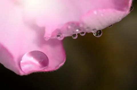 Drop on pink flower Stock Photos