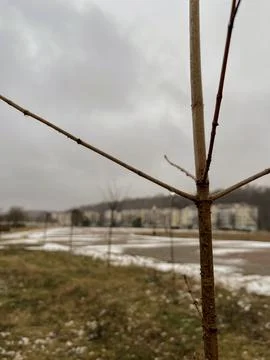 A drop of rain on a bare tree in early winter in Mozyr Fotos Stock