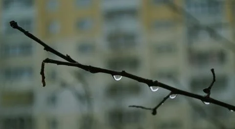 A drop of rain on a branch close-up Foto stock