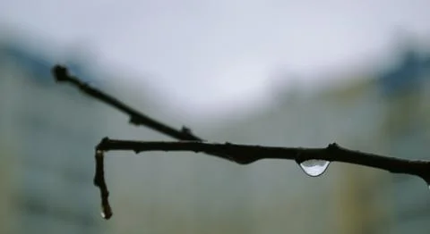 A drop of rain on a branch close-up Stock Photos