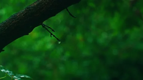 A drop of rain on a branch 動画素材 233782808