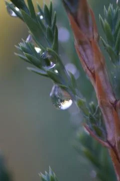 A drop of rain on a branch. Stock Photos