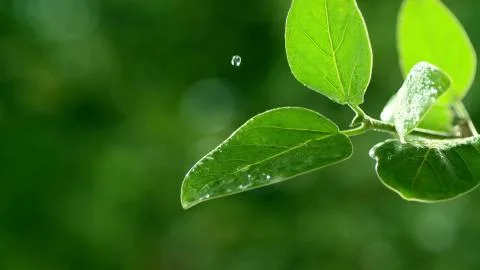 A drop of rain falls on a green leaf of a tree Foto stock