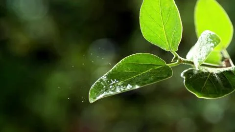A drop of rain falls on a green leaf of a tree Stock Photos