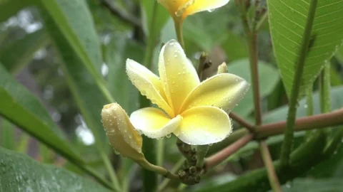 Drop of rain falls on the yellow petal of the frangipani flower in Ubud. Stock Footage 104258883