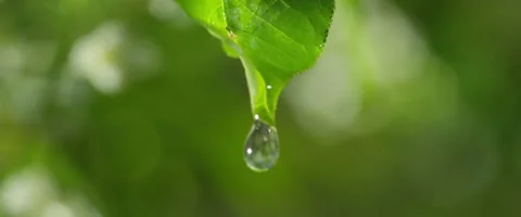 Drop of rain flows down from the green sheet 3 Stock Footage 50375708