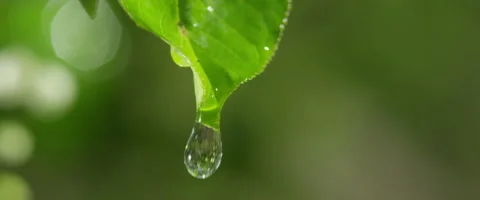 Drop of rain flows down from the green sheet 6 Vídeos de archivo 50375755