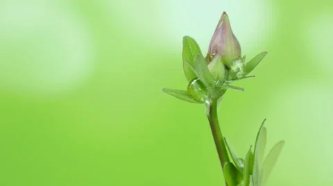 A drop of rain on the foliage behind Stock Footage 49929130