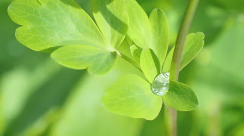 A drop of rain on the foliage behind Stock Footage 49929220