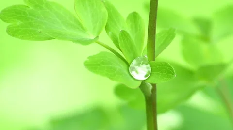 A drop of rain on the foliage behind Stock Footage 49929999
