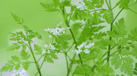 A drop of rain on the foliage behind. Stock Footage 49930036