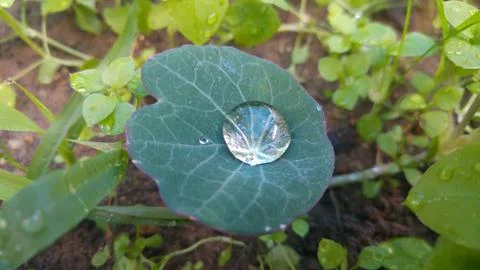 A drop of rain on a green leaf Stock Photos