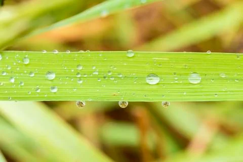 The drop of rain on the leave Stock Photos