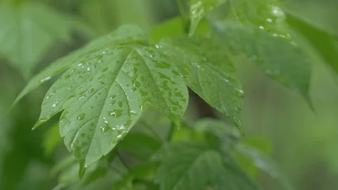 A Drop Of Rain On The Leaves Of The Tree Stock Footage 76214210
