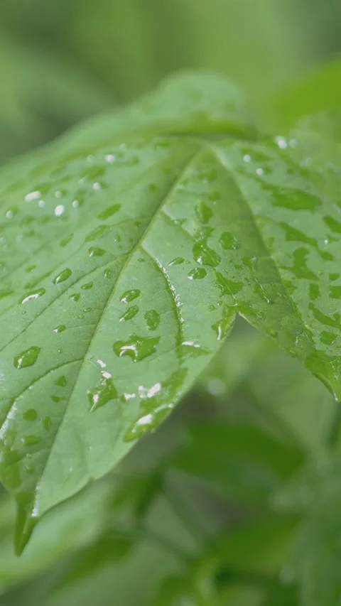A Drop Of Rain On The Leaves Of The Tree. Vertical Video stock 270480503