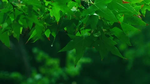 A drop of rain on a maple leaf Stock Footage 233783746