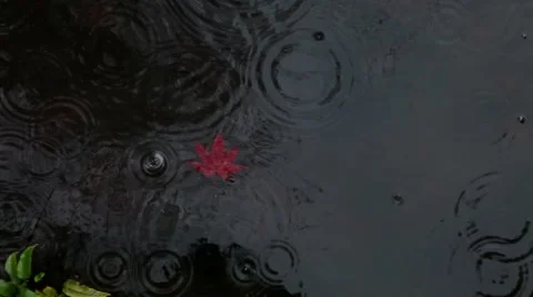 Drop of rain with red leaf Stock Footage 46129737