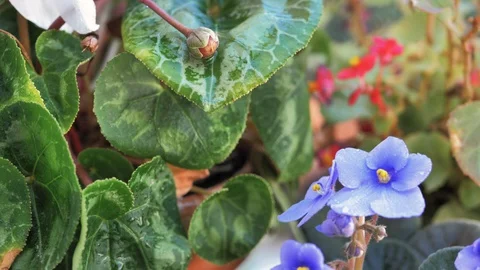 Drop of rain water cascading over plant leaves in slow motion Stock Footage 128296233