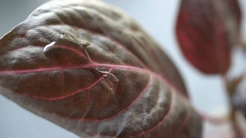A drop of rain water is falling on a leaf of a coleus plant. Stock Footage 96743343