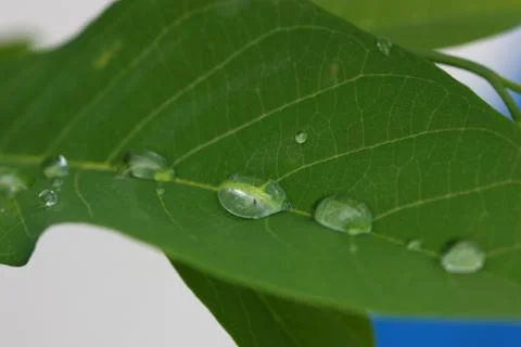 Drop of rain water on leaf Stock Photos