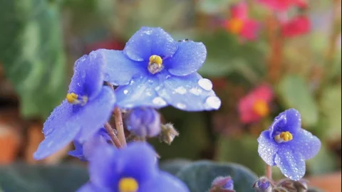 Drop of rainwater exploding on violet petal close up view in slow motion Stock Footage 128296460