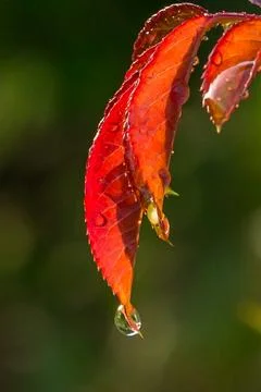 A drop on a red leaf Stock Photos