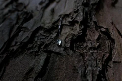 Drop of resin on the bark of an old tree in the forest. Stock Photos
