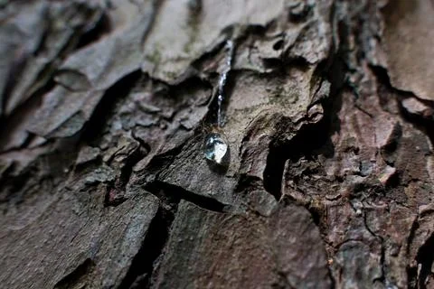 Drop of resin on the bark of an old tree in the forest. Foto stock