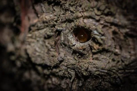 A drop of resin in the bark of a tree Stock Photos