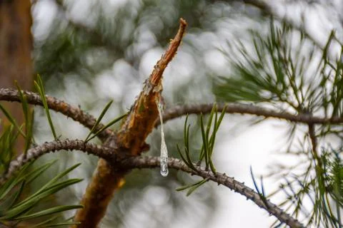 A drop of resin flows out of a broken pine branch. Stock Photos
